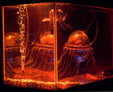 Ду Сунг Ю. Симбиотическое сочетание свиного сердца и роботизированной медузы. Фото: Кармен Шарп